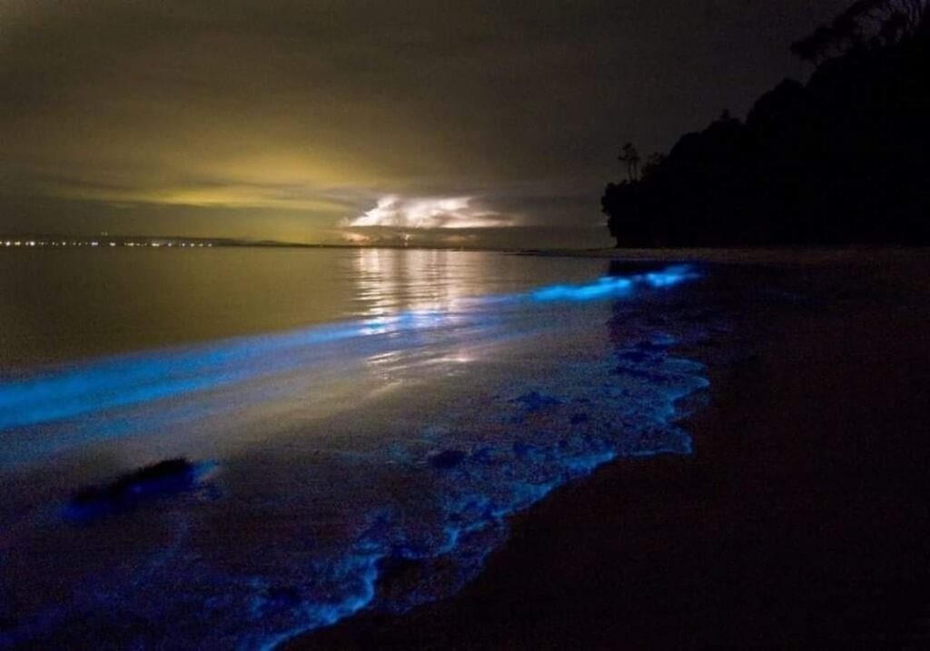 Bioluminiscencia se hace presente en lagunas de oaxaca la revista del sureste mx 244577803 1323551268097516 6724092436288910357 N