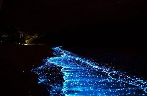 Bioluminiscencia se hace presente en lagunas de oaxaca la revista del sureste mx 244696141 2720113981623852 5387632327026214643 N