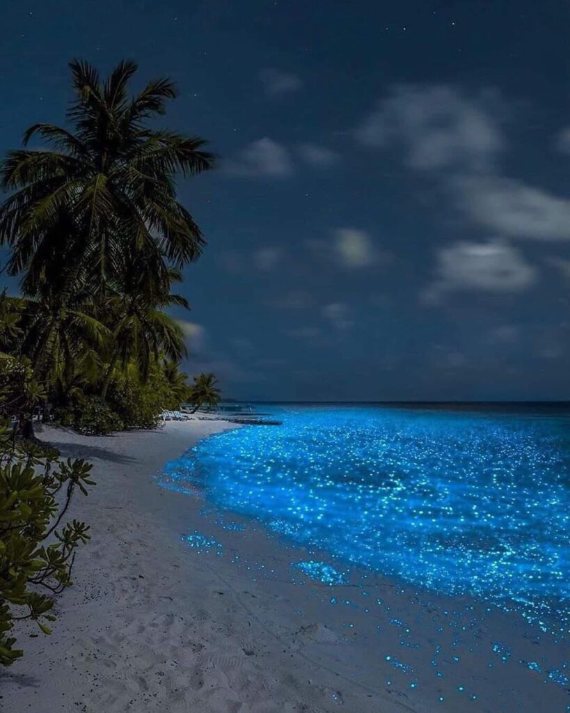Bioluminiscencia se hace presente en lagunas de oaxaca la revista del sureste mx Fbocfkouuaa4Rhb