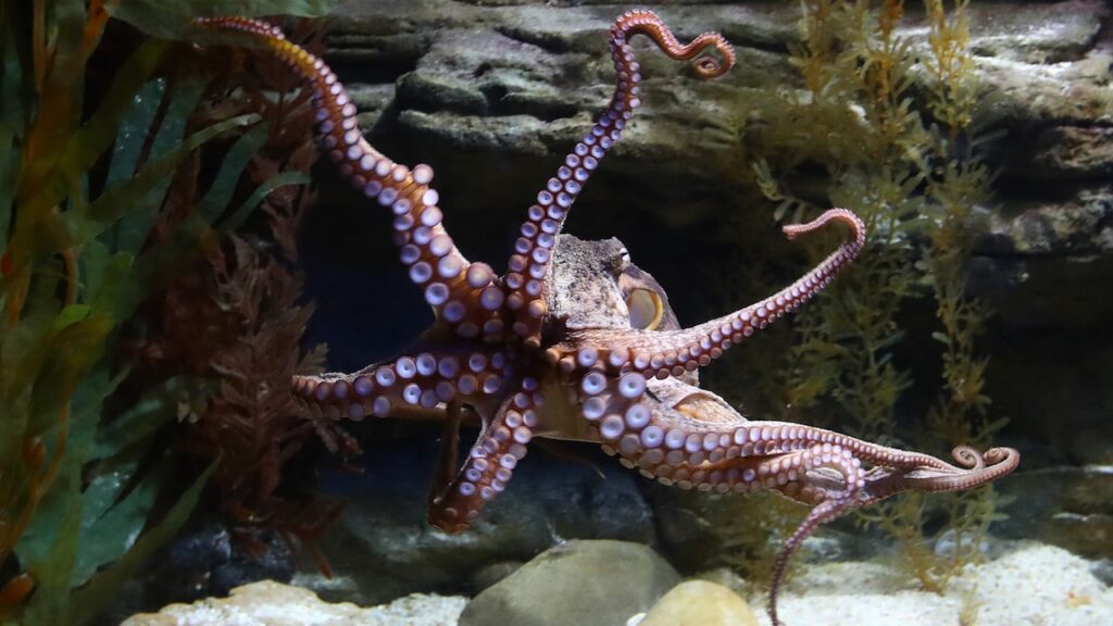 Día internacional del pulpo la revista del sureste mx Hembras Pulpo Lanzan Objetos A Machos Para Evitar El Acoso