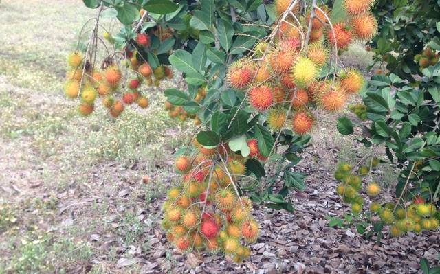Rambutan